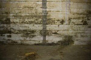 Basement wall showing mold and damp stains caused by water infiltration and poor drainage, highlighting the need for fall waterproofing and foundation repair.